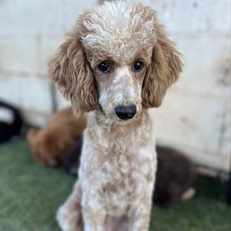 Mocha - Poodle
