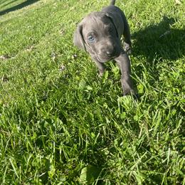 Piston - Blue male Great Dane puppy in French Creek, West Virginia from Villa-Danes Von Kraus