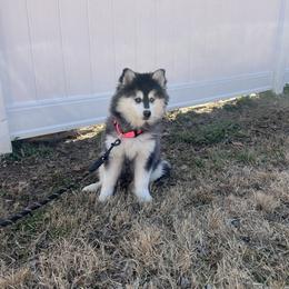 Nick - Black and white male Pomsky puppy in Henderson, Kentucky from Paris Pomskies