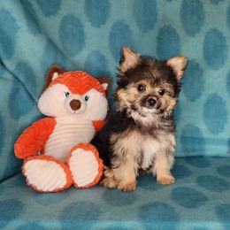 Puppy Boy Bandit - Black and tan male Yorkshire Terrier puppy in Sequim, Washington from Spirit Valley Family