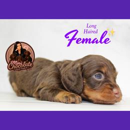 Toffee - Chocolate and tan female Dachshund puppy in Liberty, Texas from Mini Chocolate Factory