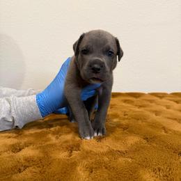 Girl 2 - Gray female Cane Corso puppy in Celina,Tx, Texas from Battalion Cane Corso
