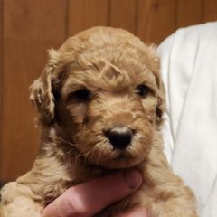 Angel - Double Doodle puppy in Norfolk, Massachusetts from Cat's Golden Labradoodles
