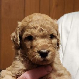 Angel - Double Doodle puppy in Norfolk, Massachusetts from Cat's Golden Labradoodles