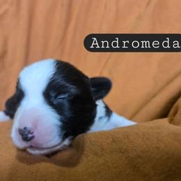 Andromeda - Black and white female Cardigan Welsh Corgi puppy in Granite Falls, Washington from Mountain Paws Cardigan Welsh Corgis