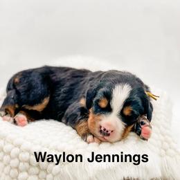 Waylon Jennings - Black rust and white male Bernese Mountain Dog puppy in Hudson, Indiana from TurkeyCreek-K9
