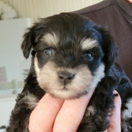 Miniature Schnauzers from Gloria Gullickson