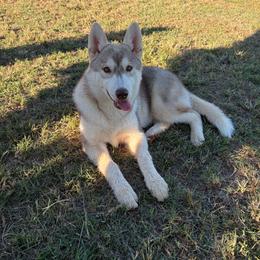 Girl 2 - Red and white female Siberian Husky puppy in Loudon, Tennessee from Kristari Siberians