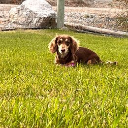 Rori - Dachshund