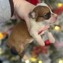 Amber - Fawn and white female American Corgi puppy in East Oakdale, California from Rhettro Kennels