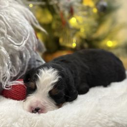 Stuffing - Tri-color male Bernese Mountain Dog puppy in Gardner, Kansas from Faith and Family Farm