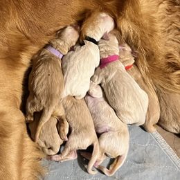 Golden Retriever Puppies from Strive Goldens