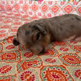 Shohei - Dapple male Dachshund puppy in Woodlake, California from Wild West Weenies