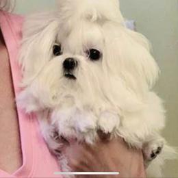 Maltese and Yorkshire Terrier Puppies from tatortot pup