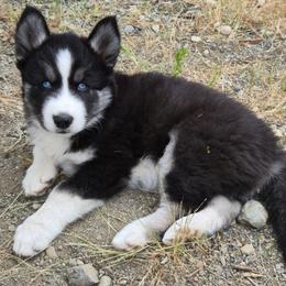 Rocky - Black and white male Siberian Husky puppy in Auburn, Washington from Black Diamond Siberian Huskies