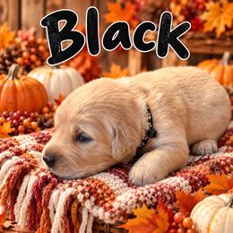MALE- your puppy will be temperament matched to you - Light golden male Golden Retriever puppy in Yuba City, California from Family Loved Golden Retrievers