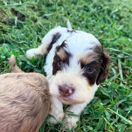Spencer with training - Brown white and tan male Cockapoo puppy in Boonville, North Carolina from Doods & Dolls