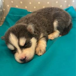 Biscotti - Blue male Pomsky puppy in Gunter, Texas from The Painted Pomsky