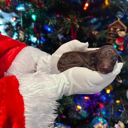 Vixon - Chocolate male Goldendoodle puppy in Montgomery, Texas from Dacus Doodles