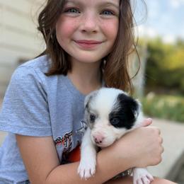 Blue Merle girl - Blue merle female Border Collie puppy in Ripley, Oklahoma from Adventure5 Border Collies