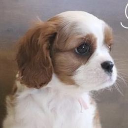 Cavalier King Charles Spaniels from Peachy Keen Cavaliers