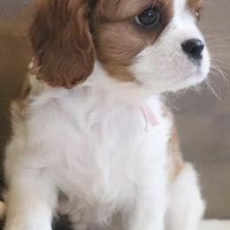 Cavalier King Charles Spaniels from Peachy Keen Cavaliers