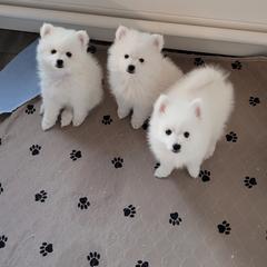 American Eskimo Dog Puppies from Diamond Storm Eskies