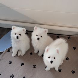 American Eskimo Dog Puppies from Diamond Storm Eskies