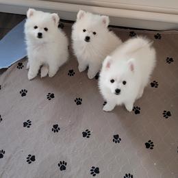 American Eskimo Dog Puppies from Diamond Storm Eskies