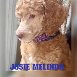Josie - Sable Poodle puppy in Oceanside, New York from Anastasia STANDARD Poodles three four seven seven five four two three four five