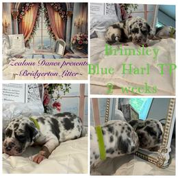 Brimsley - Harlequin male Great Dane puppy in Logan, West Virginia from Zealous Danes