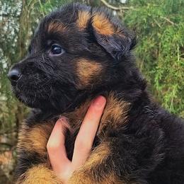 Black Collar - Male - Black and red male German Shepherd puppy in Charlotte, North Carolina from Zuflucht K9s