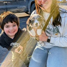 Juliette - Brindle merle and white female American Corgi puppy in Shawnee, Oklahoma from Sunray Ranch