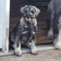 Brown Boy - Pet/Performance - Standard Schnauzer puppy from Ausgelassen Standard Schnauzers