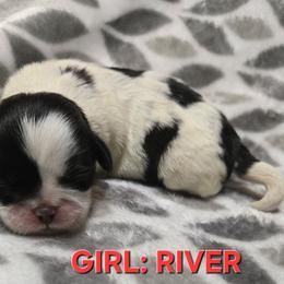 River - Black and white female Shih Tzu puppy in Forney, Texas from Nique's Shih Tzus