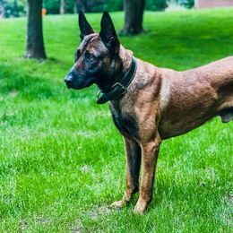 Youp - Belgian Malinois