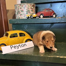 Collie Puppies from Brown Acres Collies