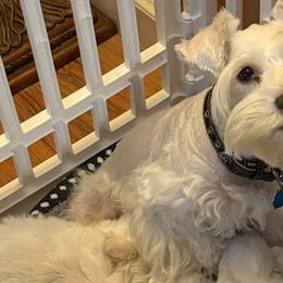 Fiona - Miniature Schnauzer