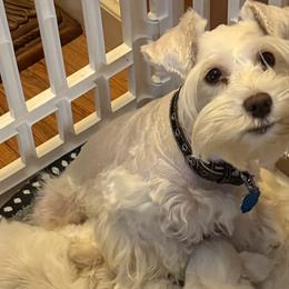 Fiona - Miniature Schnauzer