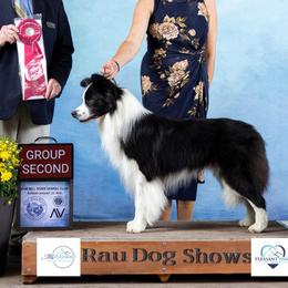 Cheshire - Border Collie