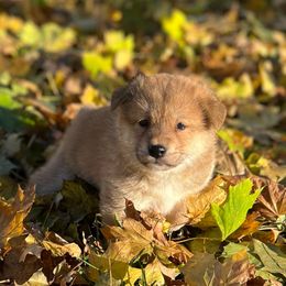 Benji - Red male Shiba Inu puppy in Racine, Wisconsin from Belle City Shibas