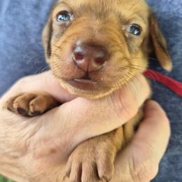 Christine-Red - Red female Dachshund puppy in Frankfort, Kentucky from Gigi's Dachshunds