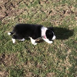 Border Collie Puppies from Gulan Farm Border Collies