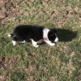 Border Collie Puppies from Gulan Farm Border Collies