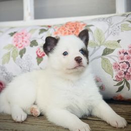 Kenobi - White male Pomsky puppy in Greenville, South Carolina from Thicketty Mountain Pomskies