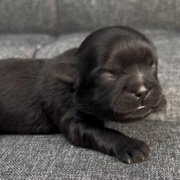 Blarney - Black male Shih Tzu puppy in Vernon, New Jersey from Calta’s Cute Shih Tzu