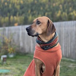 Rhodesian Ridgeback All Grown Up from Allegro Rhodesian Ridgebacks