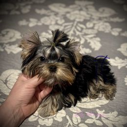 Lulu - Blue and gold female Yorkshire Terrier puppy in Fredericksburg, Indiana from Yorkie Blessings