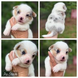 Full Tail 1700 - Blue merle and white female American Corgi puppy in Nashville, Arkansas from Whisenhunt Farms