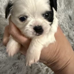 Harley - Black and white female Chihuahua puppy in Mishawaka, Indiana from Tiny Paw Stars LLC